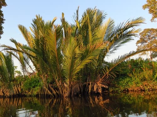 Mangrove Palm