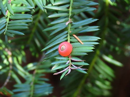 Pacific Yew Bonsai
