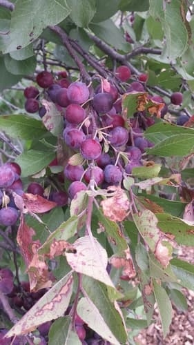 Beach Plum Bonsai