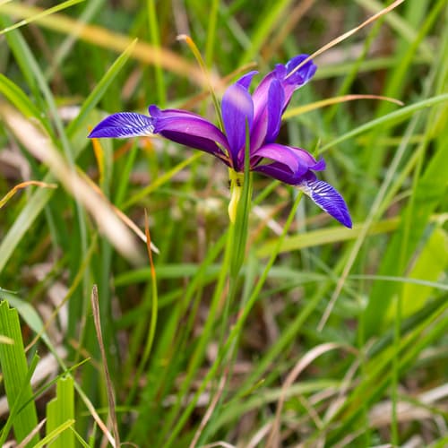 Grass-Leaved Flag