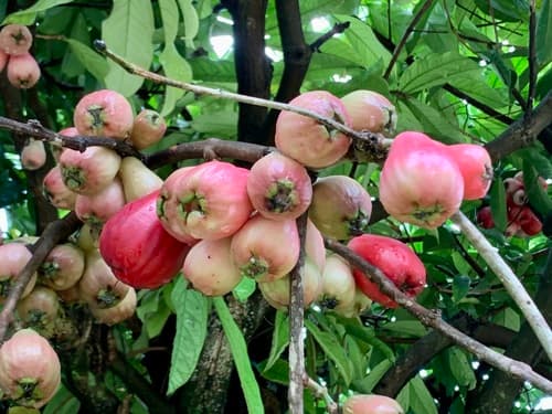 Malay Apple Bonsai