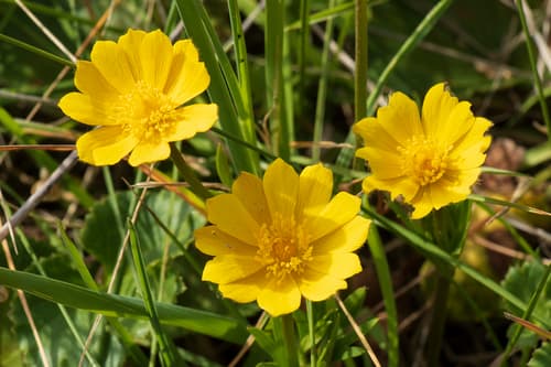 Palmate Anemone