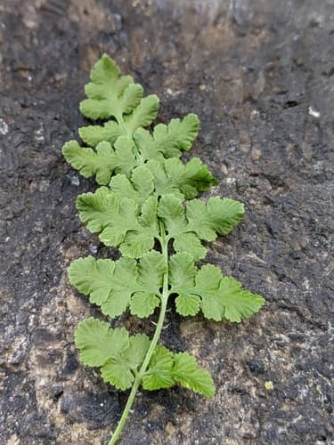 Blunt Woodsia Fern