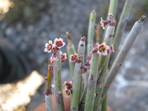 Candelilla