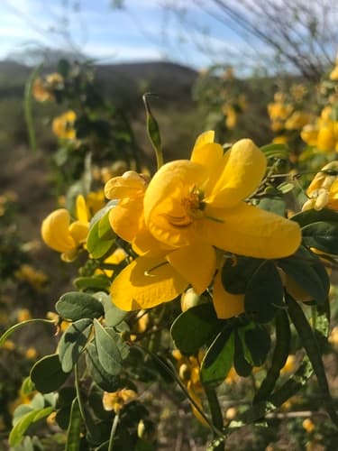 Twin-flowered Cassia Bonsai