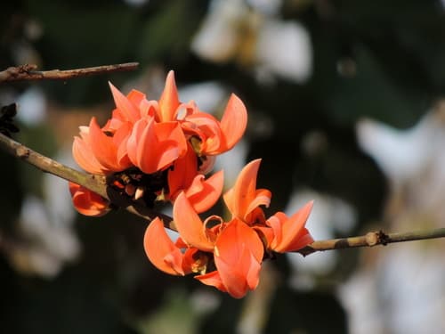 Flame of The Forest