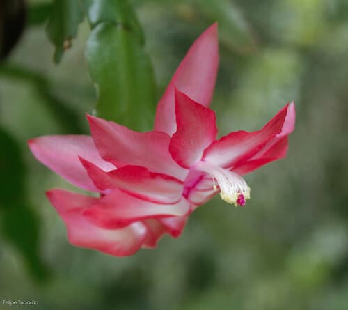Crab Cactus