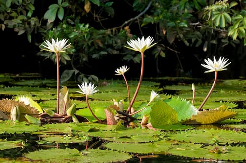 Dotleaf Waterlily