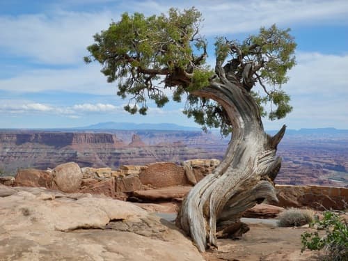 Utah Juniper Bonsai