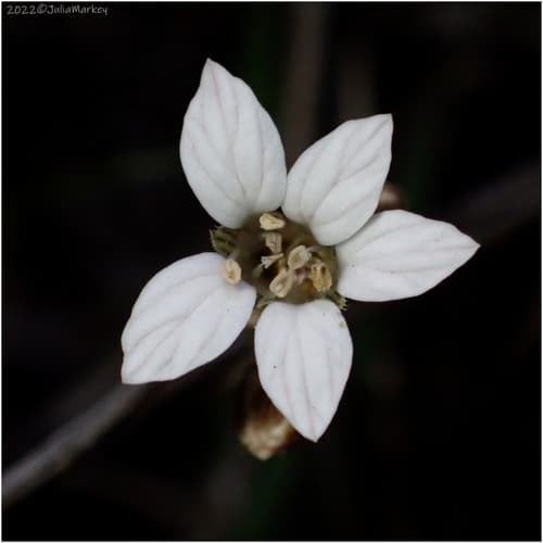 Parry's Jepsonia