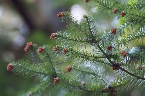 China-fir Bonsai