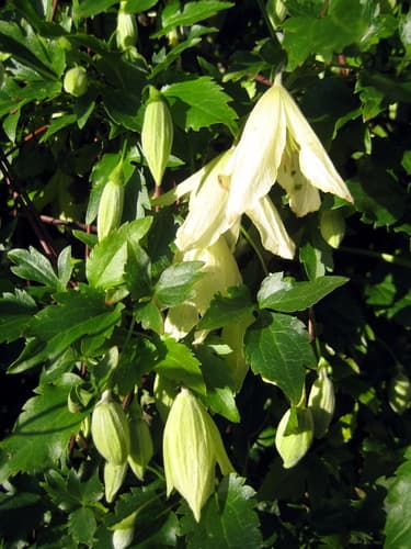 Early Virgin's-bower