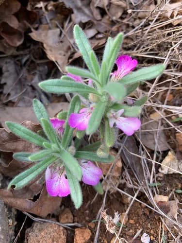 Southern Bugle
