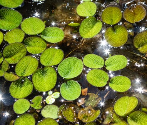 Water Spangles