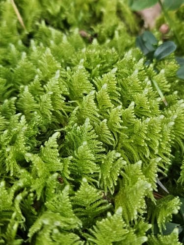 Ostrich-plume Moss