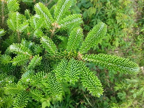 Fraser Fir