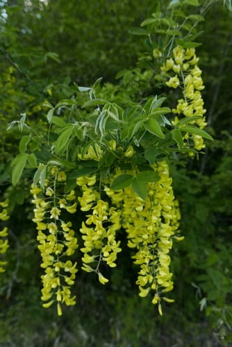 Common Laburnum Bonsai
