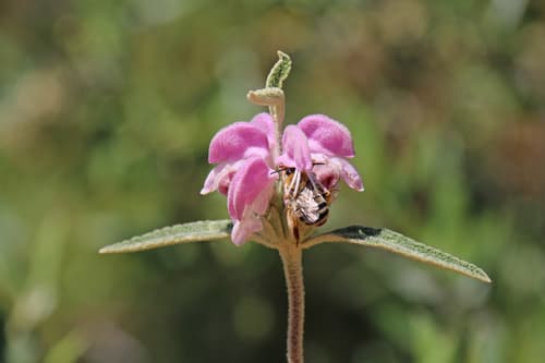 Purple Lampwick