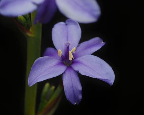 Blue corn-lily