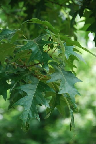 Cherrybark Oak