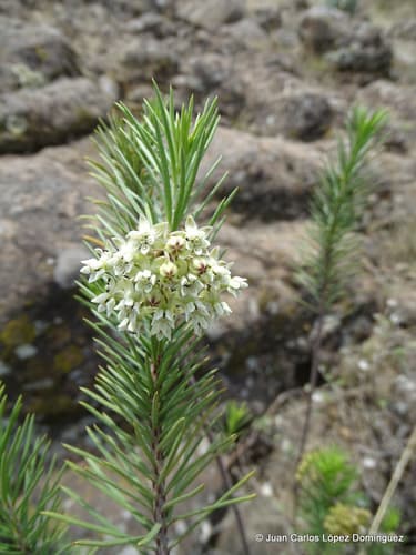 Pineneedle Milkweed