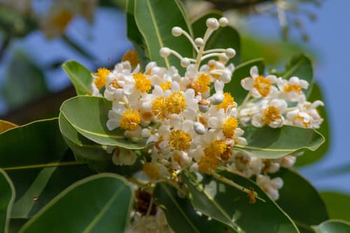 Alexandrian Laurel