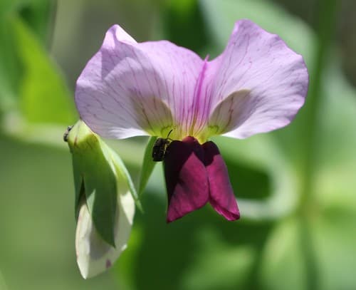 Common Pea Bonsai