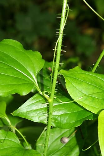 Bristly Greenbrier