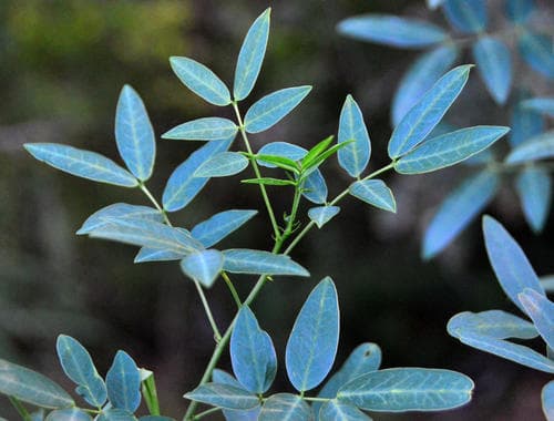 Argentine Senna