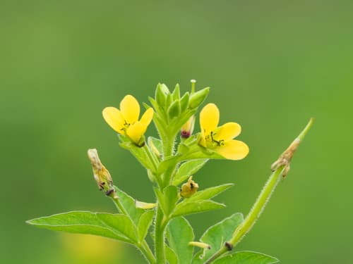 Asian Spiderflower