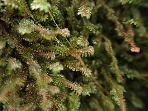 White Earwort