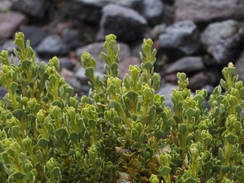 Baccharis tola