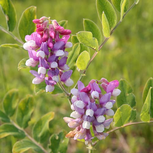 Veiny Pea Bonsai