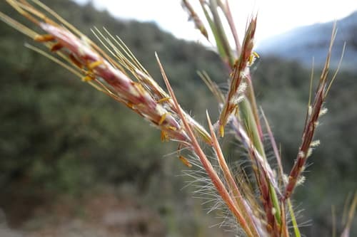 Thatching Grass