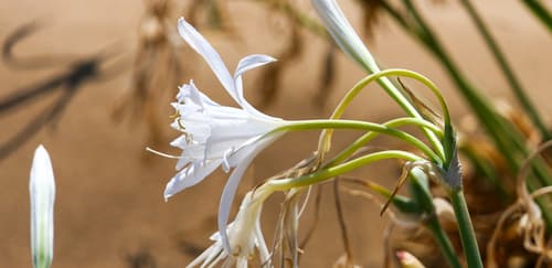 Sea Daffodil