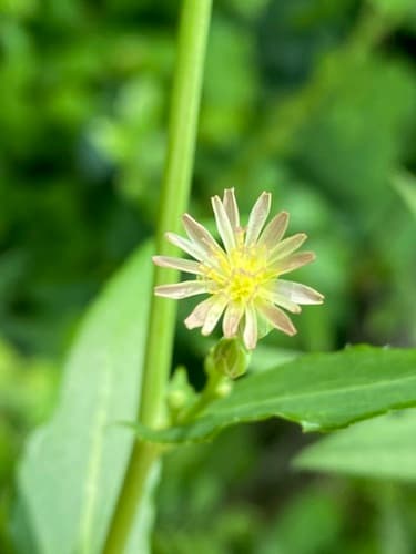 Canada wild lettuce