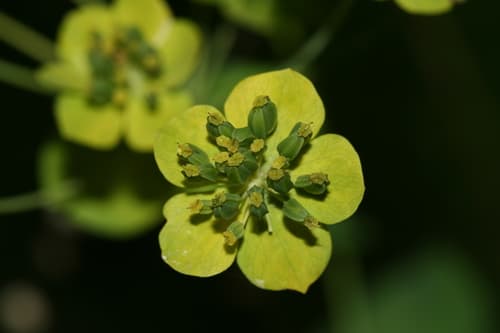 golden hare's ear