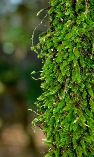 Smooth Hook Moss