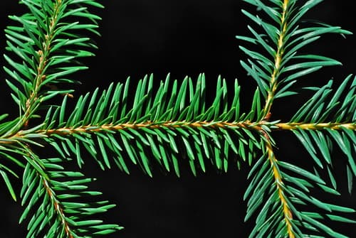 Sacred Fir Bonsai