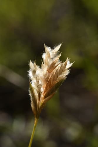 Hairy Erioneuron