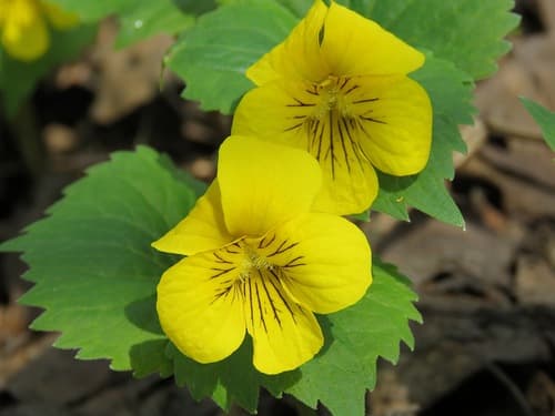Siberian Violet