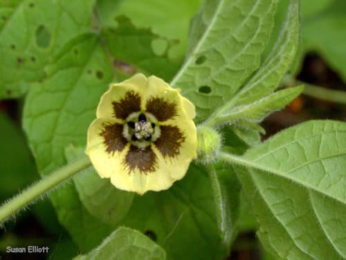 Clammy Groundcherry