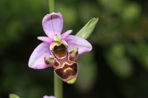 Not a Bonsai - Woodcock Orchid