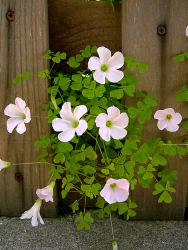 Pale pink-sorrel