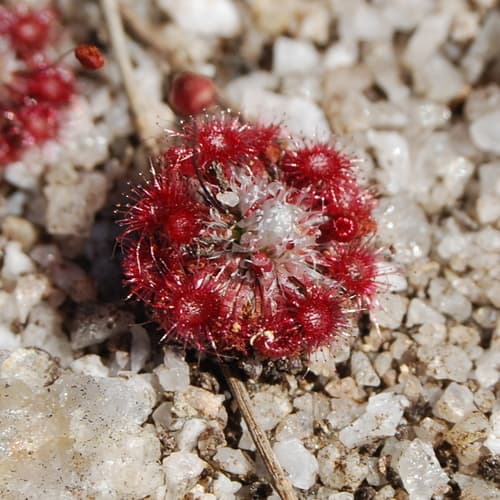 Pygmy Sundew Bonsai