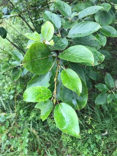 Mongolian Poplar