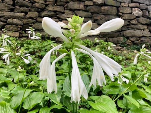 Scented Hosta