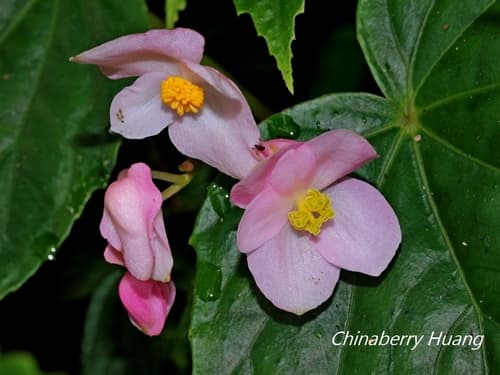 Formosana begonia