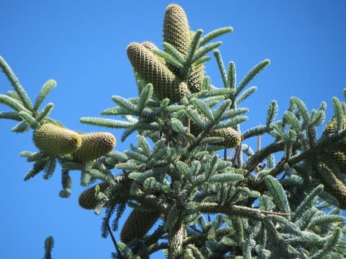 Noble Fir Bonsai