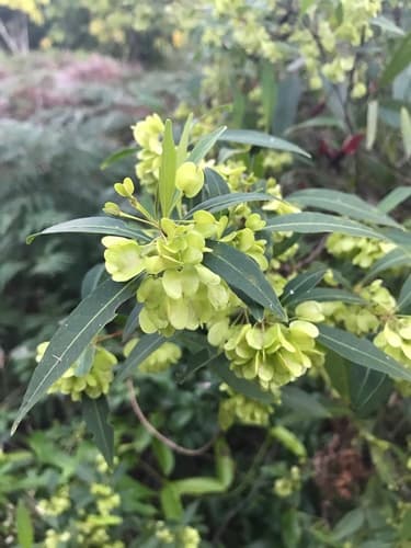 Common Hop Bush